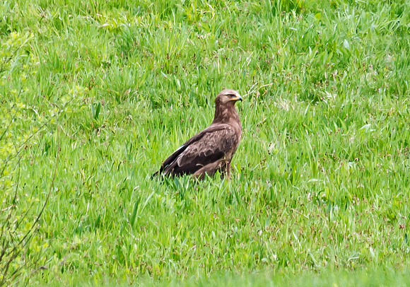 Lesser-spotted Eagle