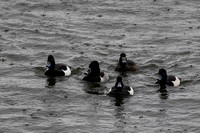 Wet Ducks at Caerlaverock