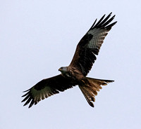 Red Kite at Bellymack Hill Farm