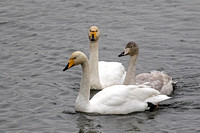 Whooper Swans family group at Caerlaverock