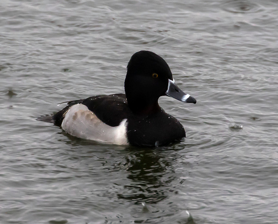 Ring-necked Duck at Caerlaverock