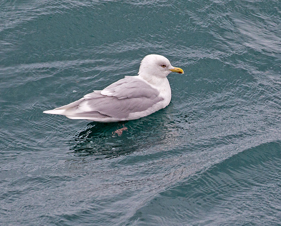 Iceland Gull