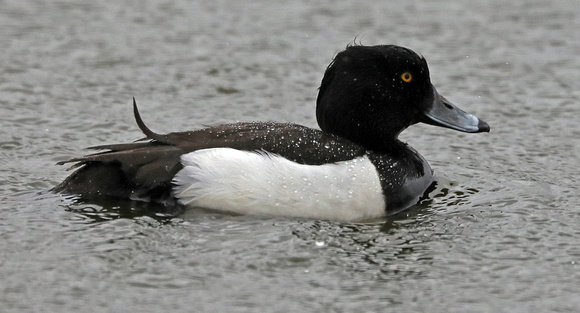 Tufted duck (male)