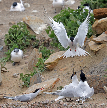 Common Tern and Sandwich Terns