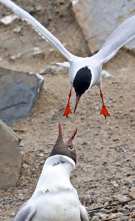 Common Tern and Blackheaded gull