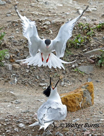 Common and Sandwich Terns