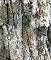 Dogday Cicada