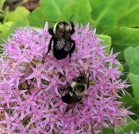 Eastern Bumblebees