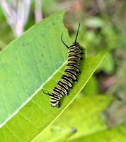 Caterpillar of Monarch Butterly