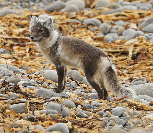 Arctic Fox beachcombing