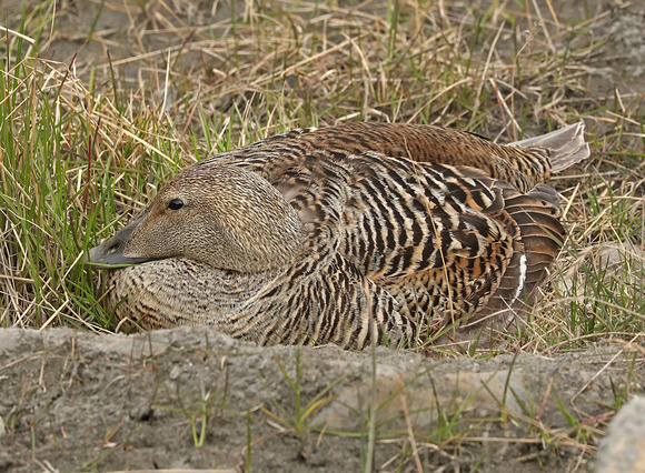 Common Eider (female) on nest