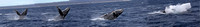 Baja Whales