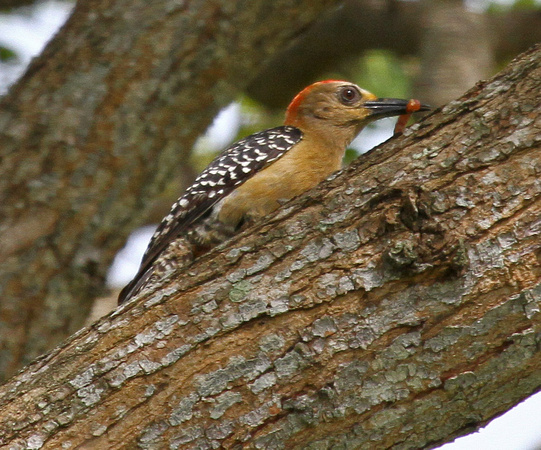 Red-crowned Woodpecker