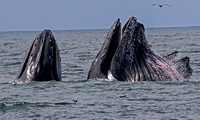 Monterey - Whales