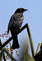 Tri-coloured Blackbird
