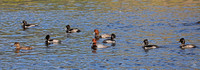 Redheads & Ring-necked Duck