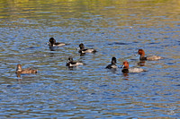 Redheads & Ring-necked Duck