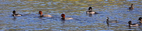 Redheads, American Coot & Ring-necked Duck
