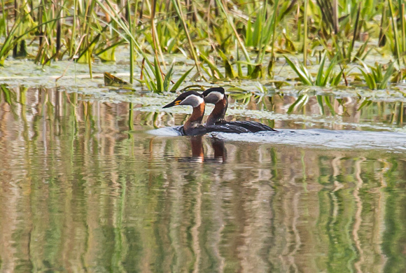 Red-necked grebes