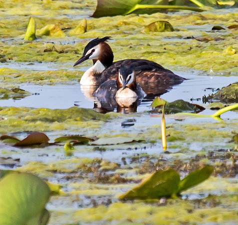 Great-crested Grebes on nest
