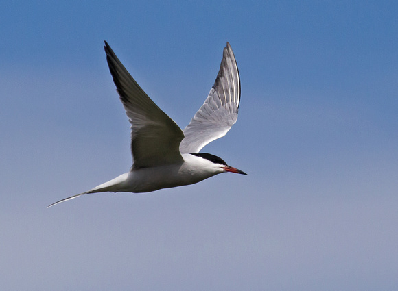 Common Tern over the Black Sea