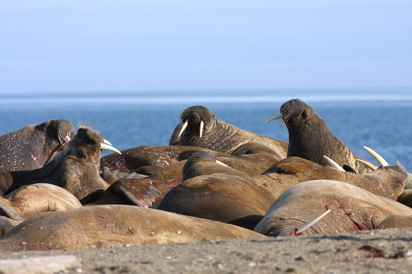 Walruses relaxing