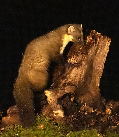 Pine Marten