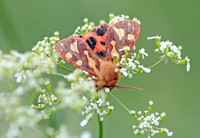 Patten's Tiger Moth