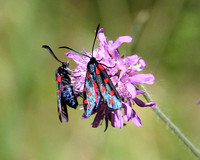Six-spot Burnet Moths