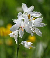 St Bruno's Lily