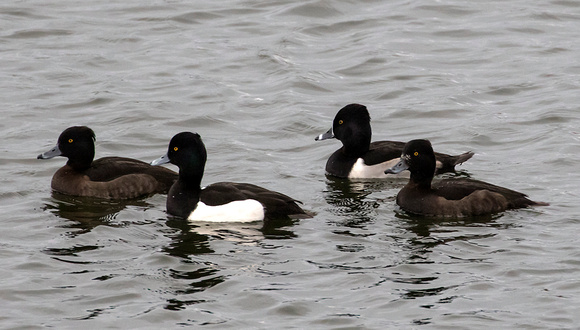 Ring-necked and Tufted Ducks