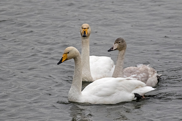 Whooper Swans family group at Caerlaverock