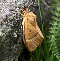 Italian Dolomites 2013 - Moths