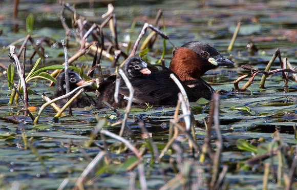 Little Grebe with chicks