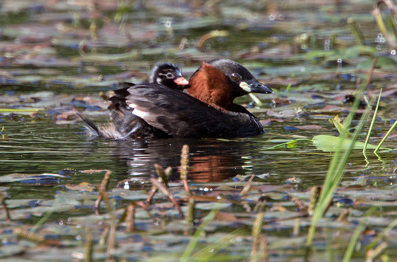 Little Grebe with chick