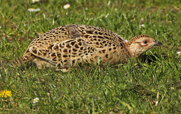 Pheasant (hen)