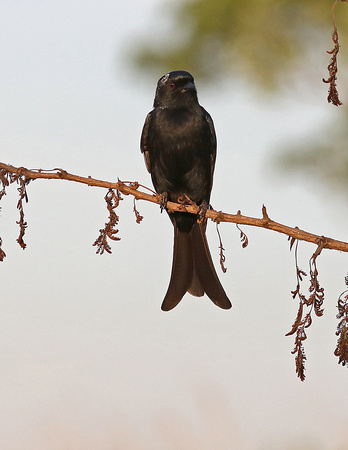 Forked-tailed Drongo