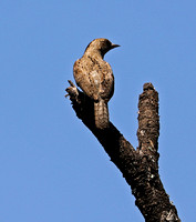 Red-throated Wryneck