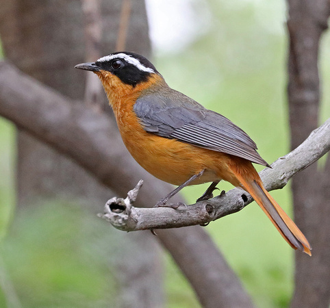 White-browed Robin Chat