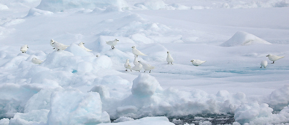 Flock of Ivory gulls