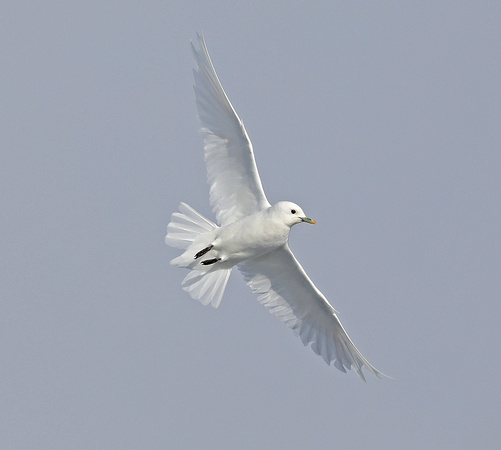 Ivory gull