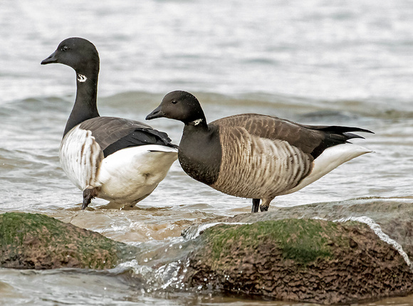 Brent Geese