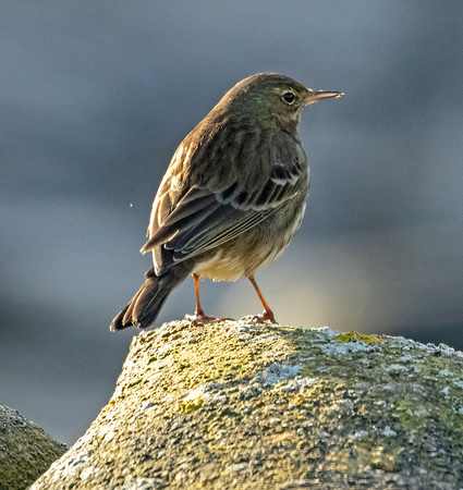 Meadow Pipit