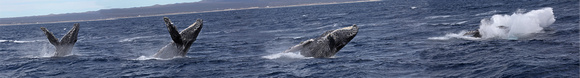Humpback Breaching sequence