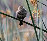 Red-winged Blackbird - female at Lindo Lake