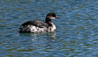 Eared or Black-necked Grebe