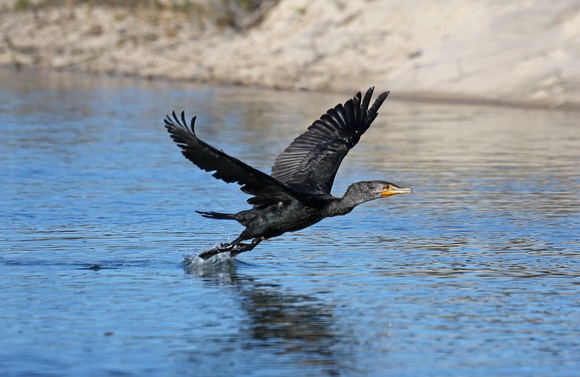 Double-crowned Cormorant