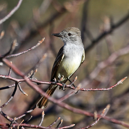 Ash-fronted Flycatcher