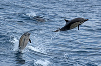 Dolphins having fun