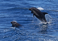 Bottle-nosed Dolphins